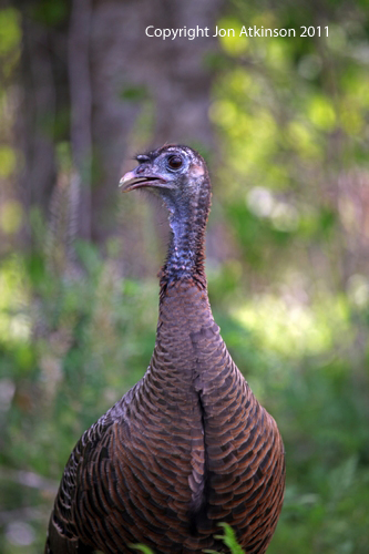 Wild Turkey, Orlando. Wild Turkey